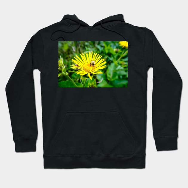 Bee On Elecampane Flower 1 Hoodie by Robert Alsop